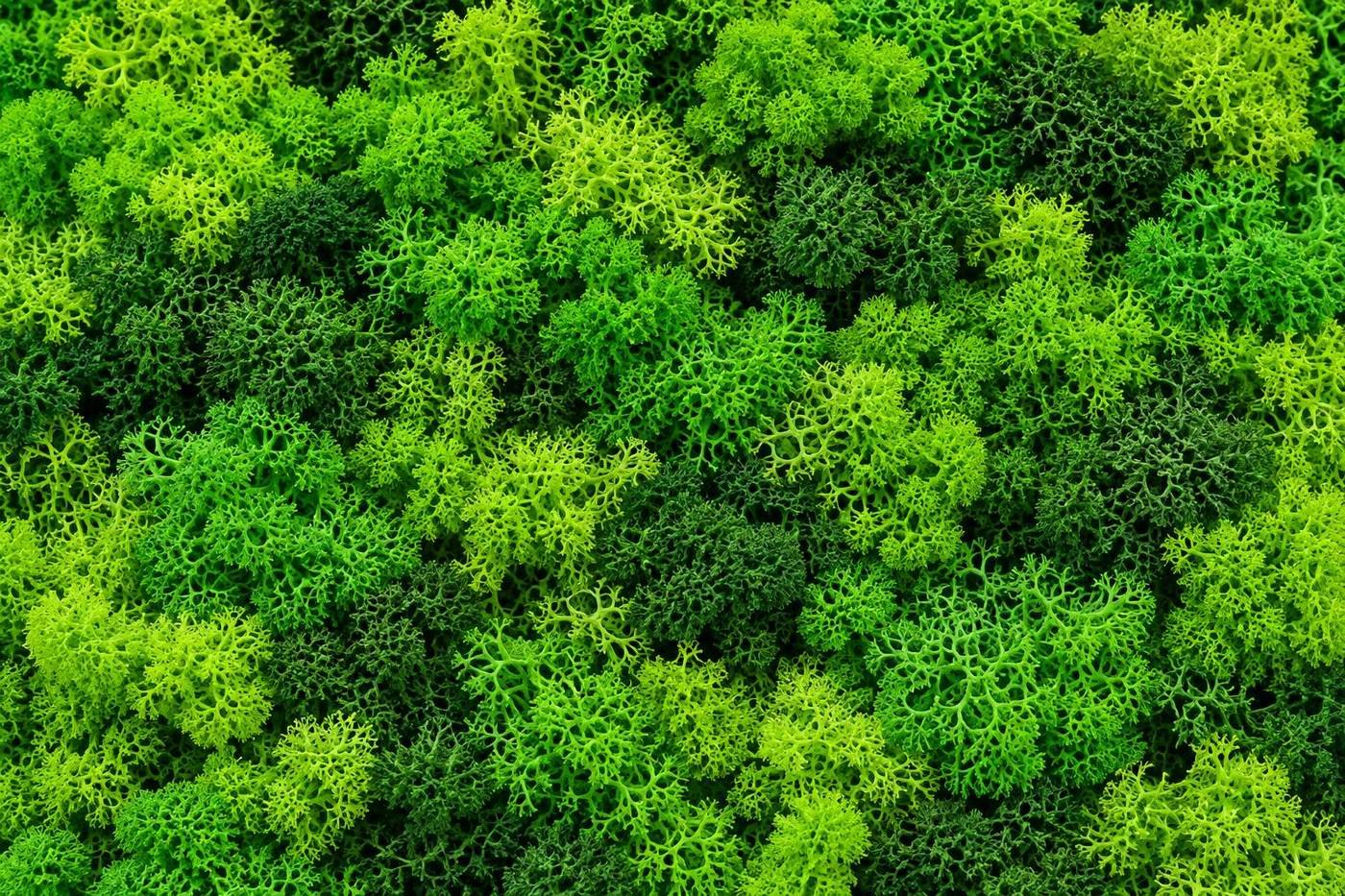 Preserved moss, close up, in several greens